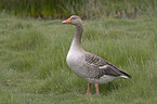 Greylag Goose