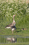 Greylag Goose Family