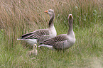 Greylag Goose Family