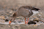 greylag goose