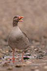 greylag goose