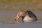 greylag goose