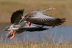 greylag goose