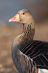 greylag goose