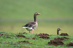 greylag goose