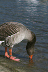 greylag goose