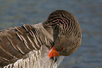 greylag goose