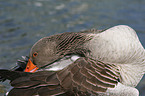 greylag goose