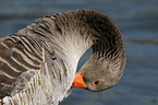 greylag goose