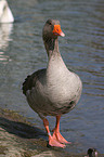 greylag goose