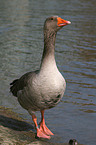 greylag goose