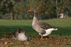 greylag geese