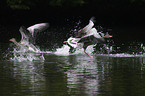 greylag geese