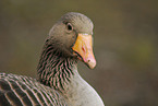 greylag goose