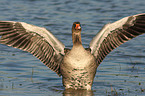 graylag goose