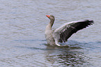 gray goose