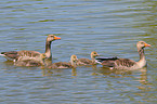 graylag goose