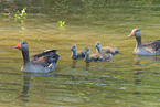 graylag goose
