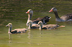 graylag goose