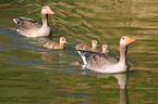 graylag goose