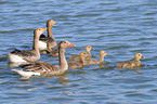 graylag goose