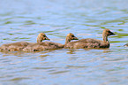 graylag goose