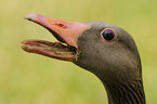 graylag goose