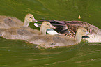 graylag goose