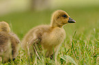 graylag goose