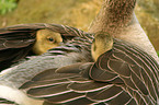 young graylag geese