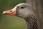 greylag goose