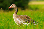 greylag goose