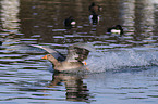 greylag goose