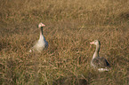 greylag geese