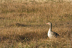 greylag goose