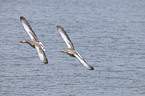 flying greylag geese