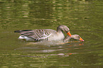 pairing greylag geese