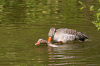 pairing greylag geese