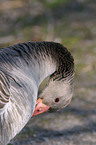 greylag goose