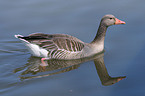 swimming greylag goose