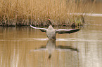 greylag goose