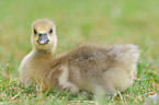 young greylag goose