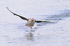 flying greylag goose