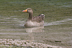 greylag goose