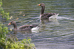 greylag geese