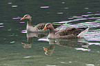 greylag geese