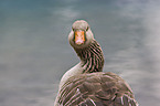 greylag goose