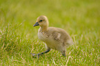 young greylag goose