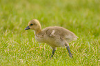 young greylag goose