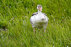 young greylag goose